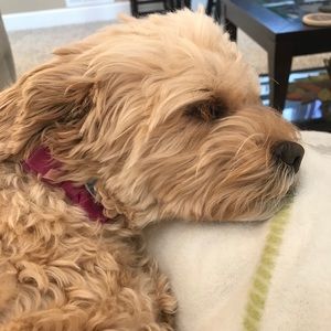 Meet your Posher, Robin